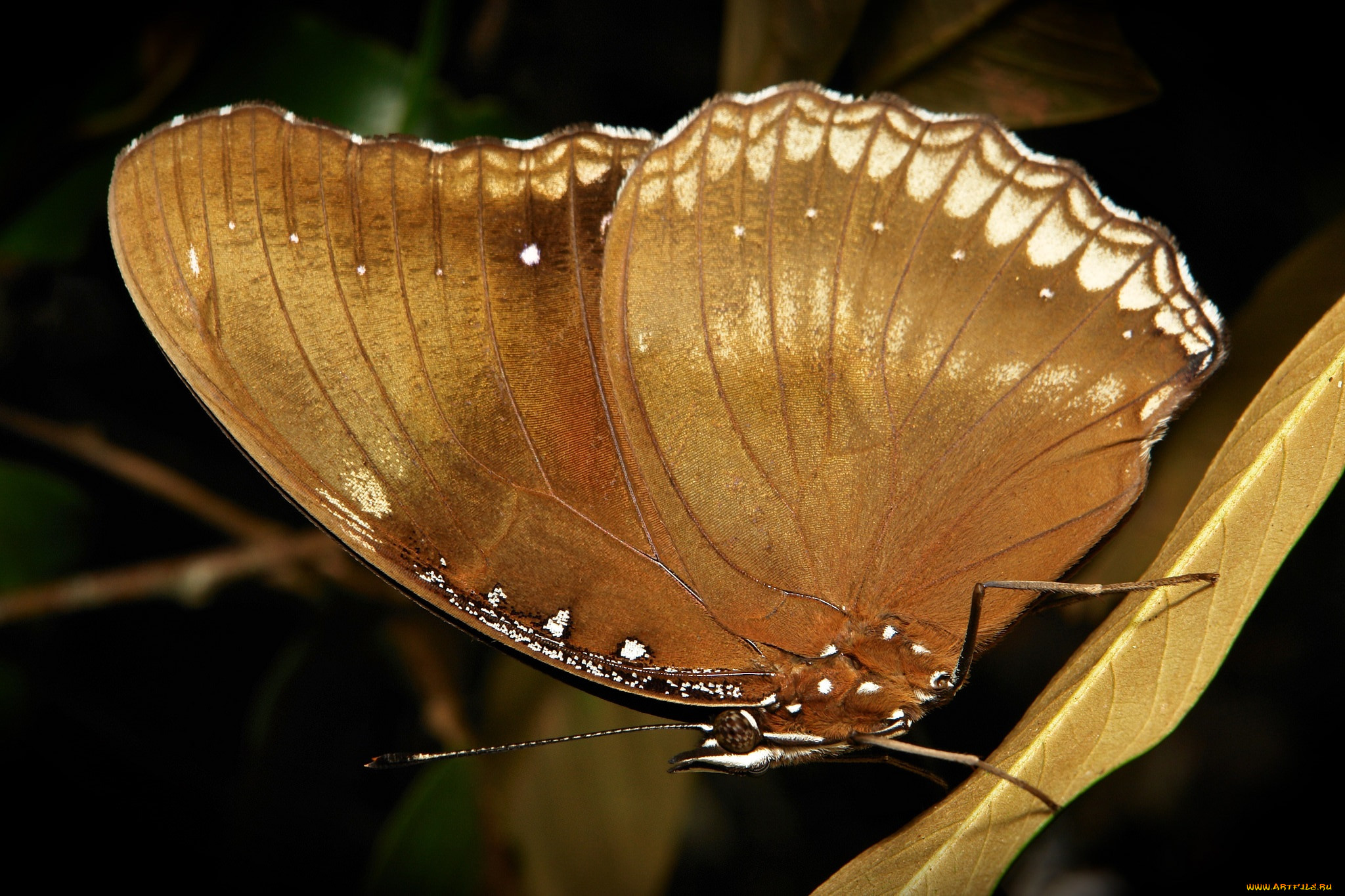 , ,  ,  , itchydogimages, , , , , 